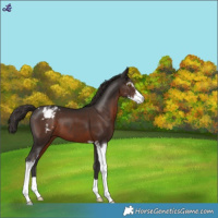 Horse Color:Liver Chestnut Sabino Appaloosa
