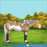 Horse Color:White Spotted Silver Buckskin Dun Frame Rabicano 