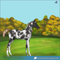 Horse Color:White Spotted Liver Chestnut 