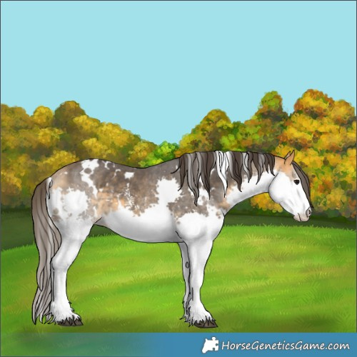 Horse Color:White Spotted Buckskin Sabino Splash 