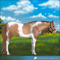 Horse Color:Liver Chestnut Pearl Tobiano