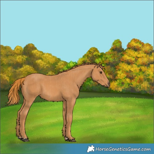 Horse Color:Chestnut and Chestnut