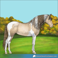 Horse Color:Buckskin Pearl Tobiano 