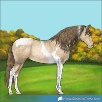 Horse Color:Buckskin Pearl Tobiano 