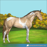 Horse Color:Buckskin Pearl Tobiano
