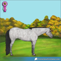 Horse Color:Grullo Ice Roan