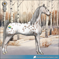 Horse Color:Liver Red Dun Mushroom Appaloosa 