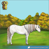 Horse Color:Buckskin Dun Sabino Tobiano Frame Appaloosa 