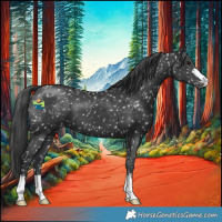 Horse Color:Black Appaloosa