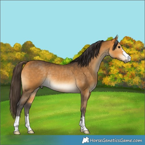 Horse Color:Buckskin Rabicano 