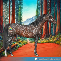 Horse Color:Brown Appaloosa 