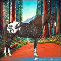 Horse Color:Liver Chestnut Appaloosa 