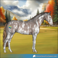 Horse Color:Liver Chestnut Sabino