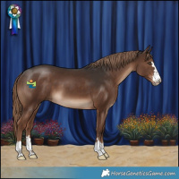 Horse Color:Liver Chestnut 