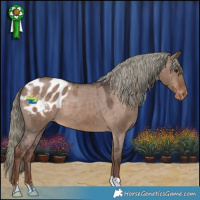 Horse Color:Liver Red Dun Mushroom Appaloosa 