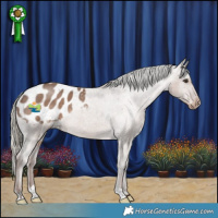 Horse Color:Liver Red Dun Mushroom Appaloosa 