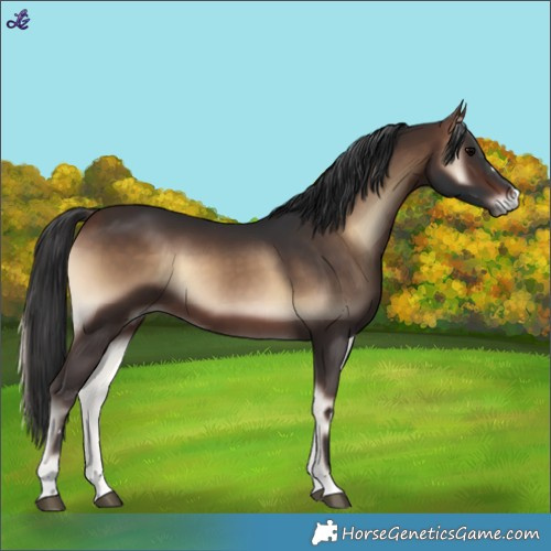 Horse Color:Bay Onyx 