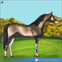 Horse Color:Bay Onyx 