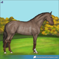 Horse Color:Liver Red Dun Rabicano 