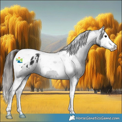 Horse Color:Black Splash Tobiano Appaloosa 