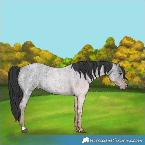 Horse Color:Blue Ice Roan Rabicano 