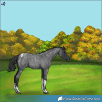 Horse Color:Blue Roan Tobiano 
