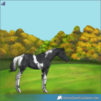 Horse Color:Black Tobiano 