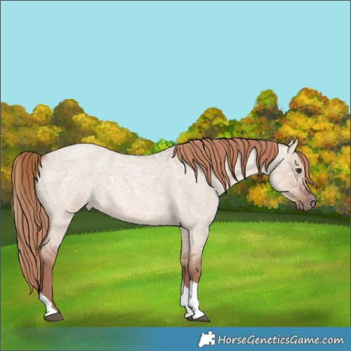 Horse Color:Red Dun Ice Roan Tobiano Rabicano 