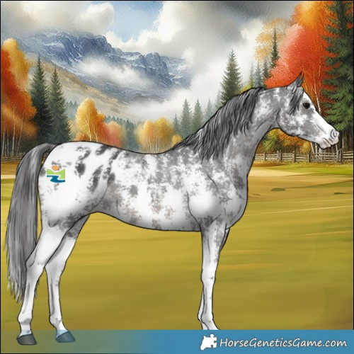 Horse Color:Black Sabino Appaloosa 