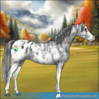 Horse Color:Black Sabino Appaloosa 