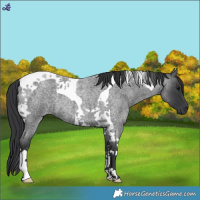 Horse Color:Blue Roan Tobiano 