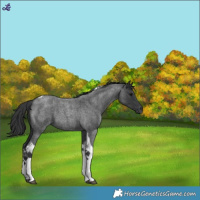 Horse Color:Blue Roan Tobiano 