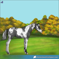 Horse Color:Blue Roan Splash Tobiano