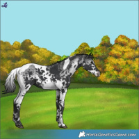 Horse Color:White Spotted Black Tobiano