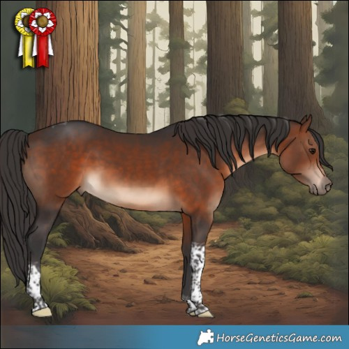 Horse Color:Brown Tobiano 