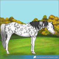 Horse Color:Blue Roan Splash Near Leopard 