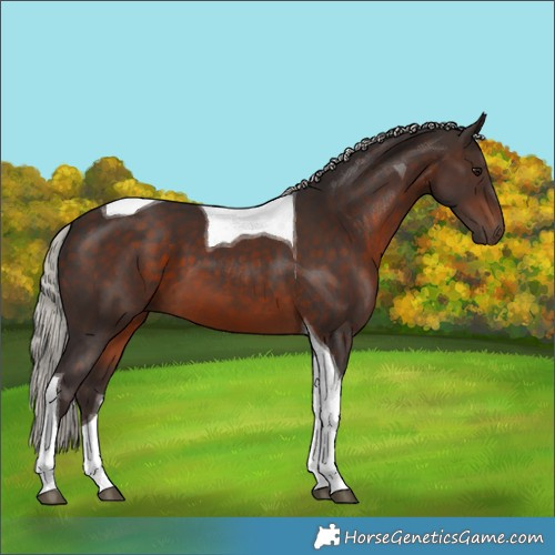 Horse Color:Silver Brown Tobiano 