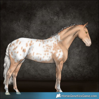 Horse Color:Silver Sable Champagne Appaloosa Rabicano 