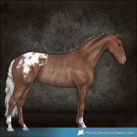Horse Color:Silver Black Appaloosa Rabicano 
