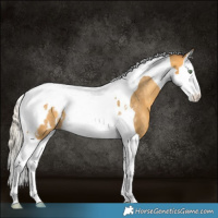 Horse Color:Silver Amber Cream Champagne Splash Tobiano Appaloosa Rabicano 