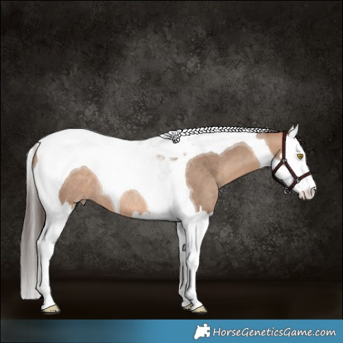 Horse Color:Amber Champagne Splash Tobiano Rabicano 