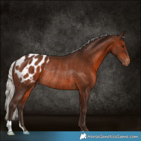 Horse Color:Silver Brown Appaloosa Rabicano