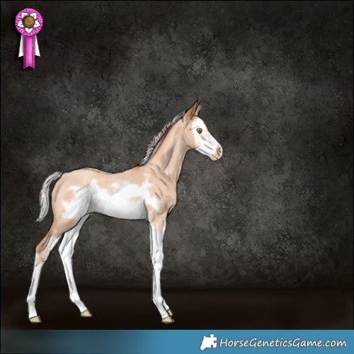 Horse Color:Silver Sable Champagne Roan Splash Frame Rabicano 