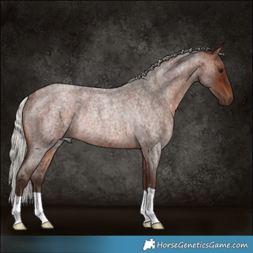 Horse Color:Silver Brown Roan Rabicano