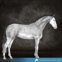 Horse Color:Blue Roan Splash Rabicano 