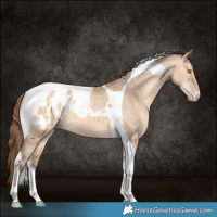 Horse Color:Amber Champagne Dun Tobiano Appaloosa Rabicano 
