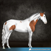 Horse Color:Silver Bay Splash Tobiano Rabicano 