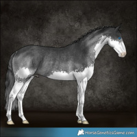 Horse Color:Black Splash Rabicano 