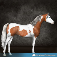 Horse Color:Silver Bay Splash Tobiano Rabicano 