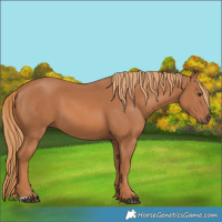 Horse Color:Chestnut 